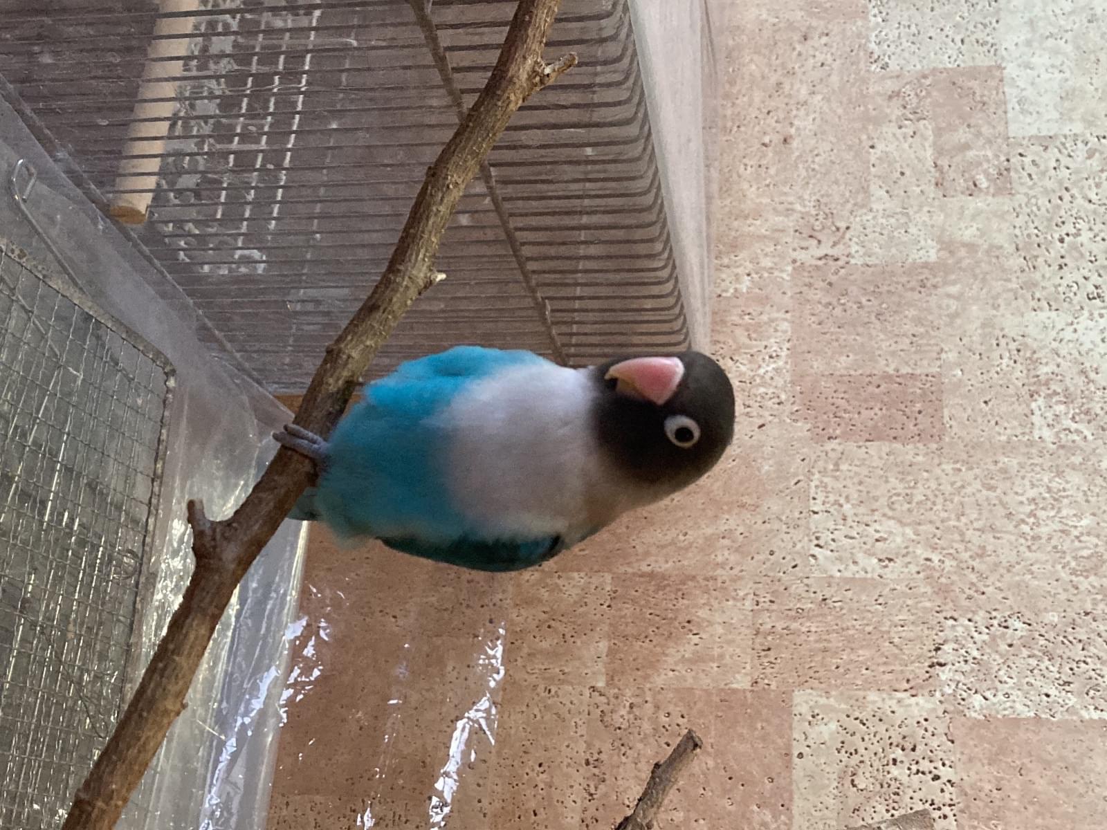 りんくちゃん りんくちゃん
