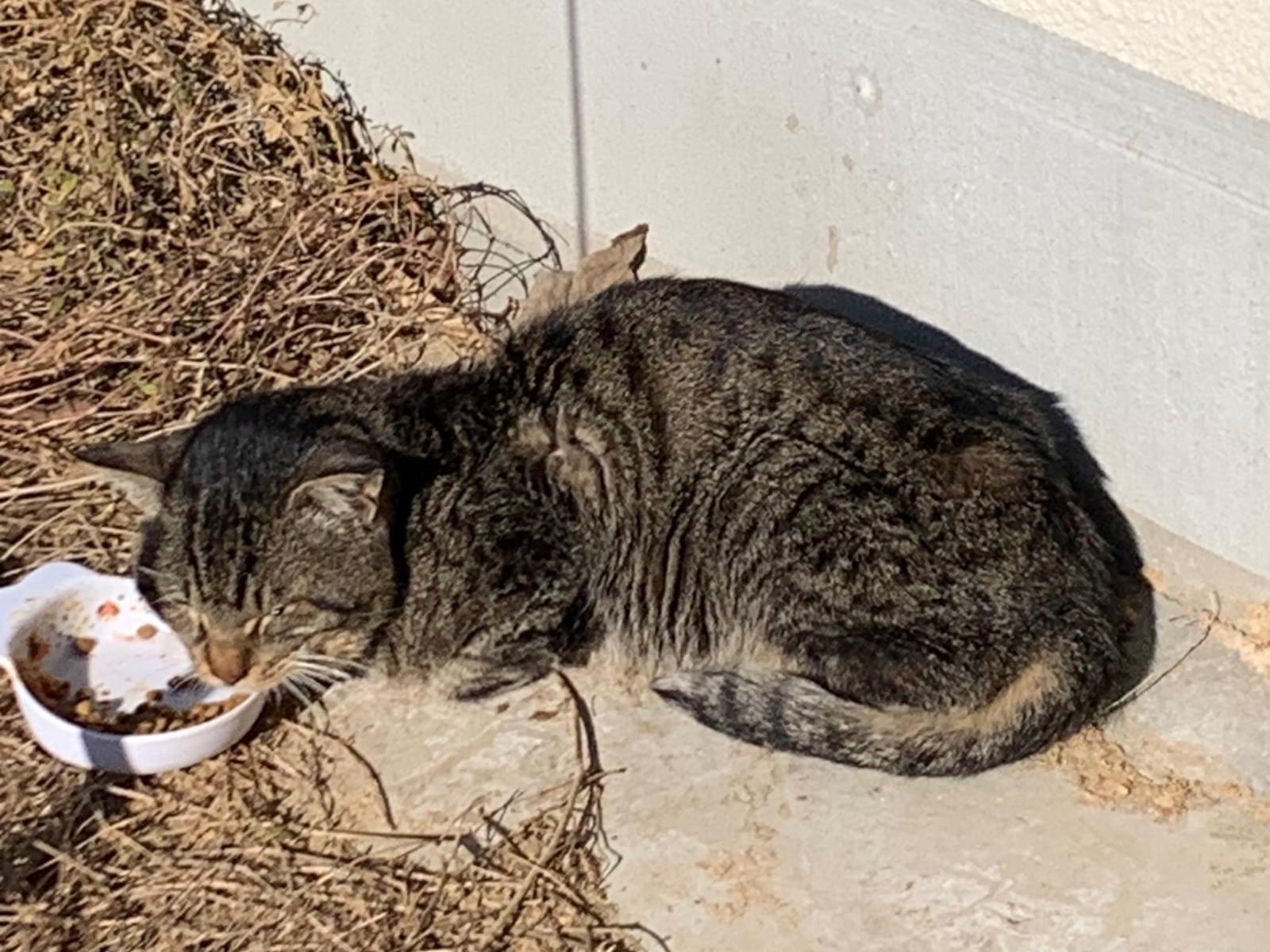 目撃された猫 目撃された猫