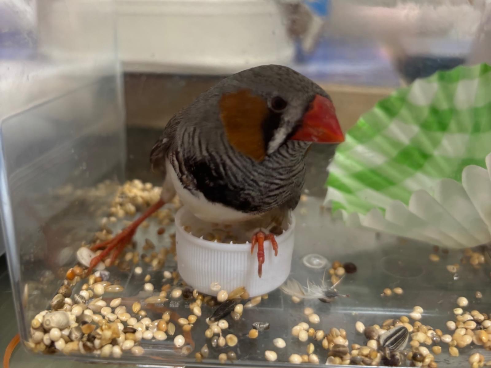 保護された鳥 保護された鳥