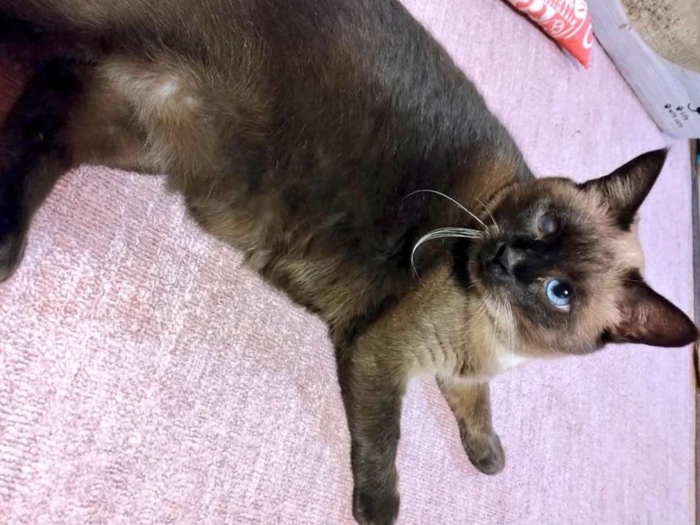 マロちゃん マロちゃん