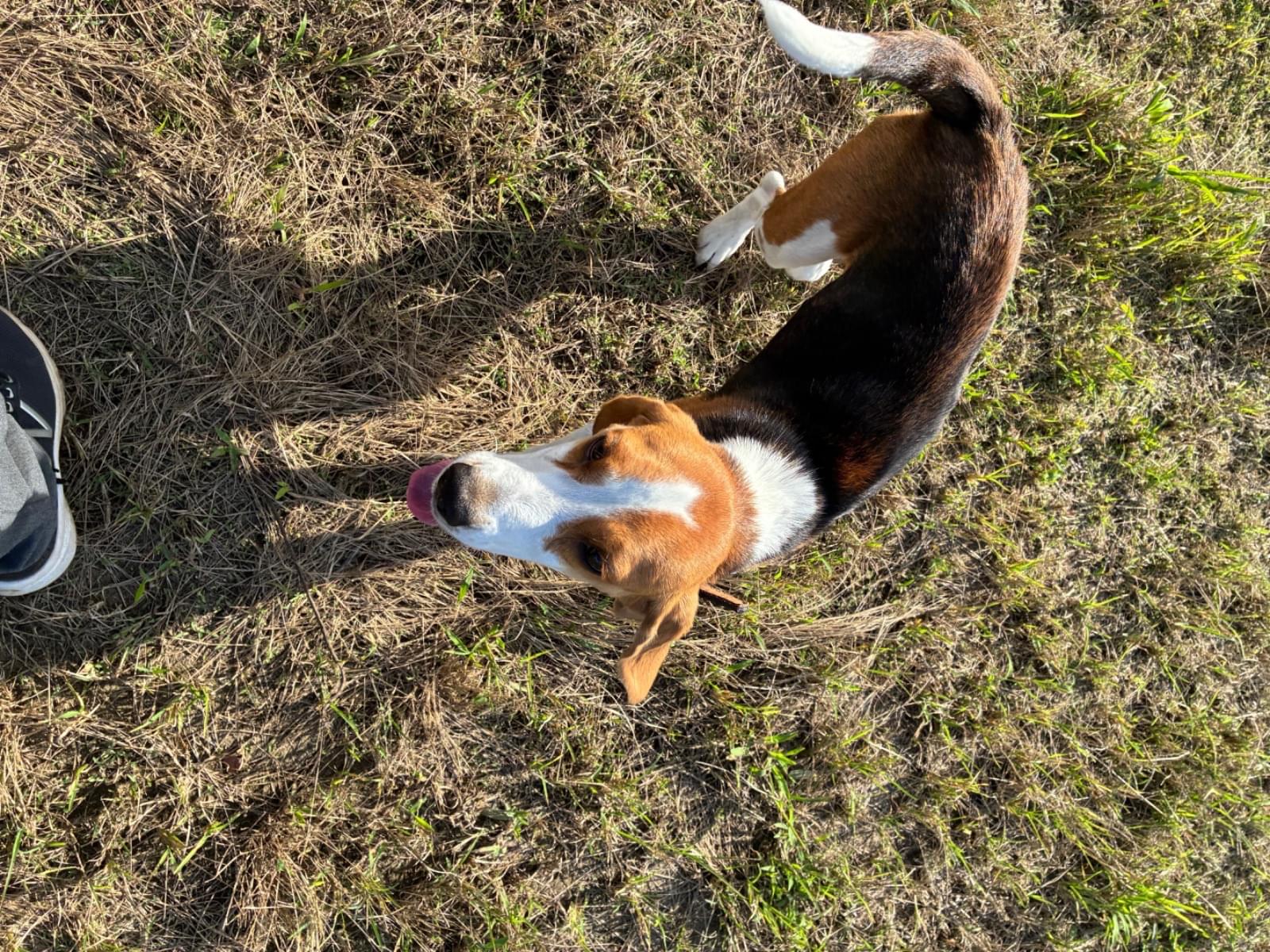 目撃された犬 目撃された犬