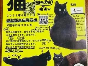 特徴的な鍵しっぽ。長毛の黒猫メスを探しています!【千葉県香取郡東庄町】