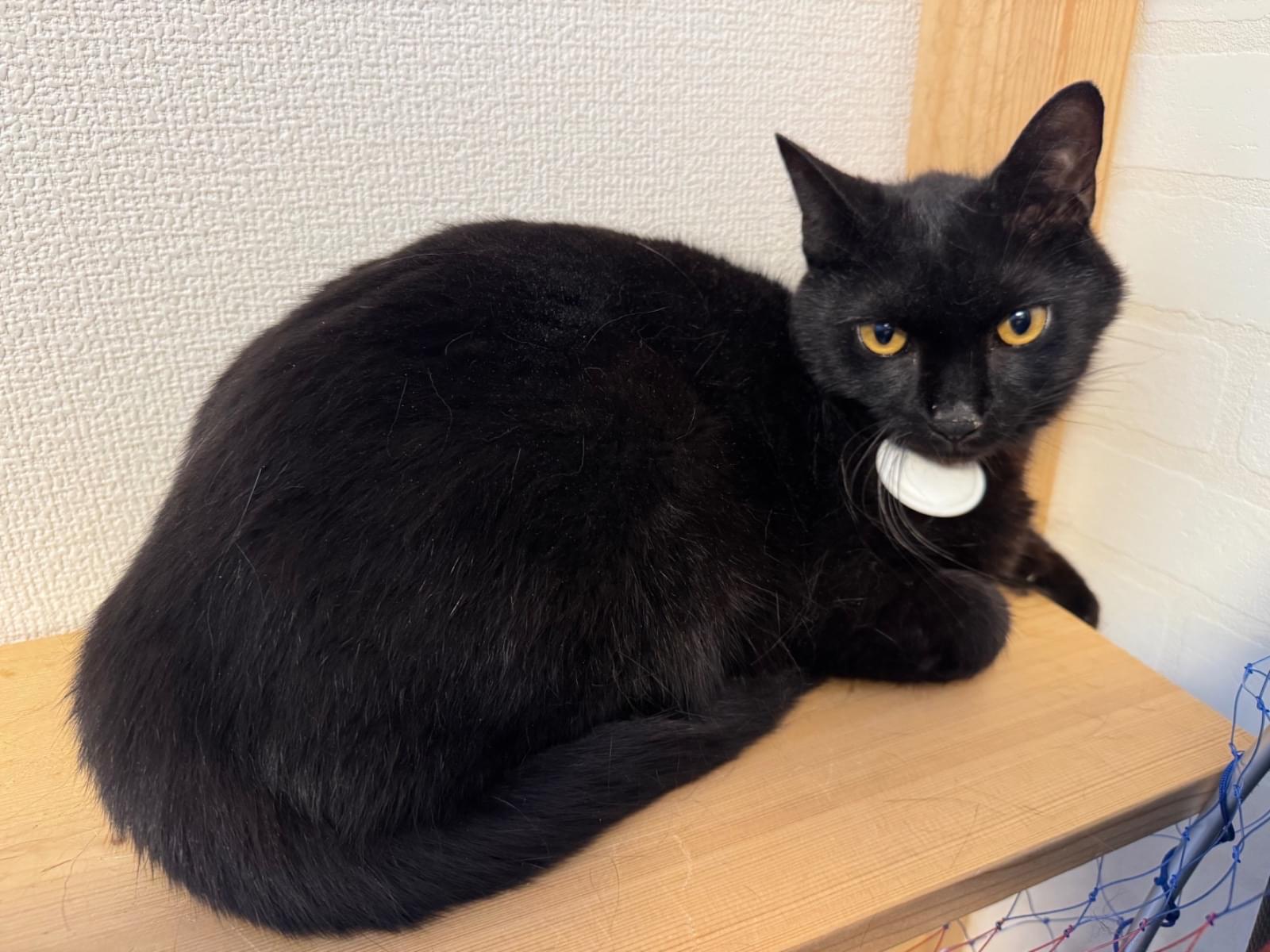 保護された猫