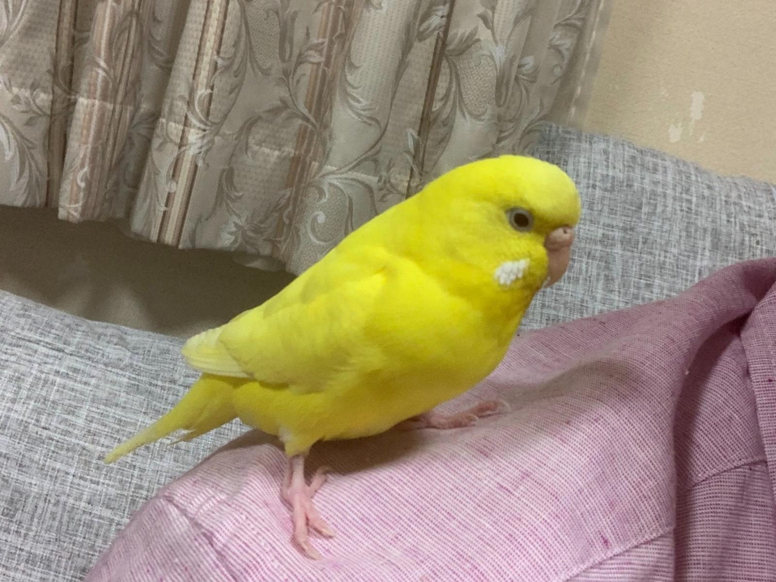 ピコちゃん ピコちゃん