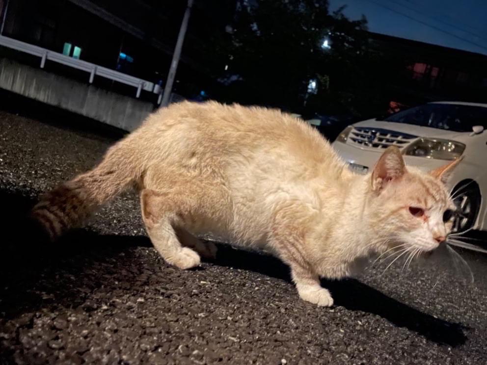 目撃された猫 目撃された猫