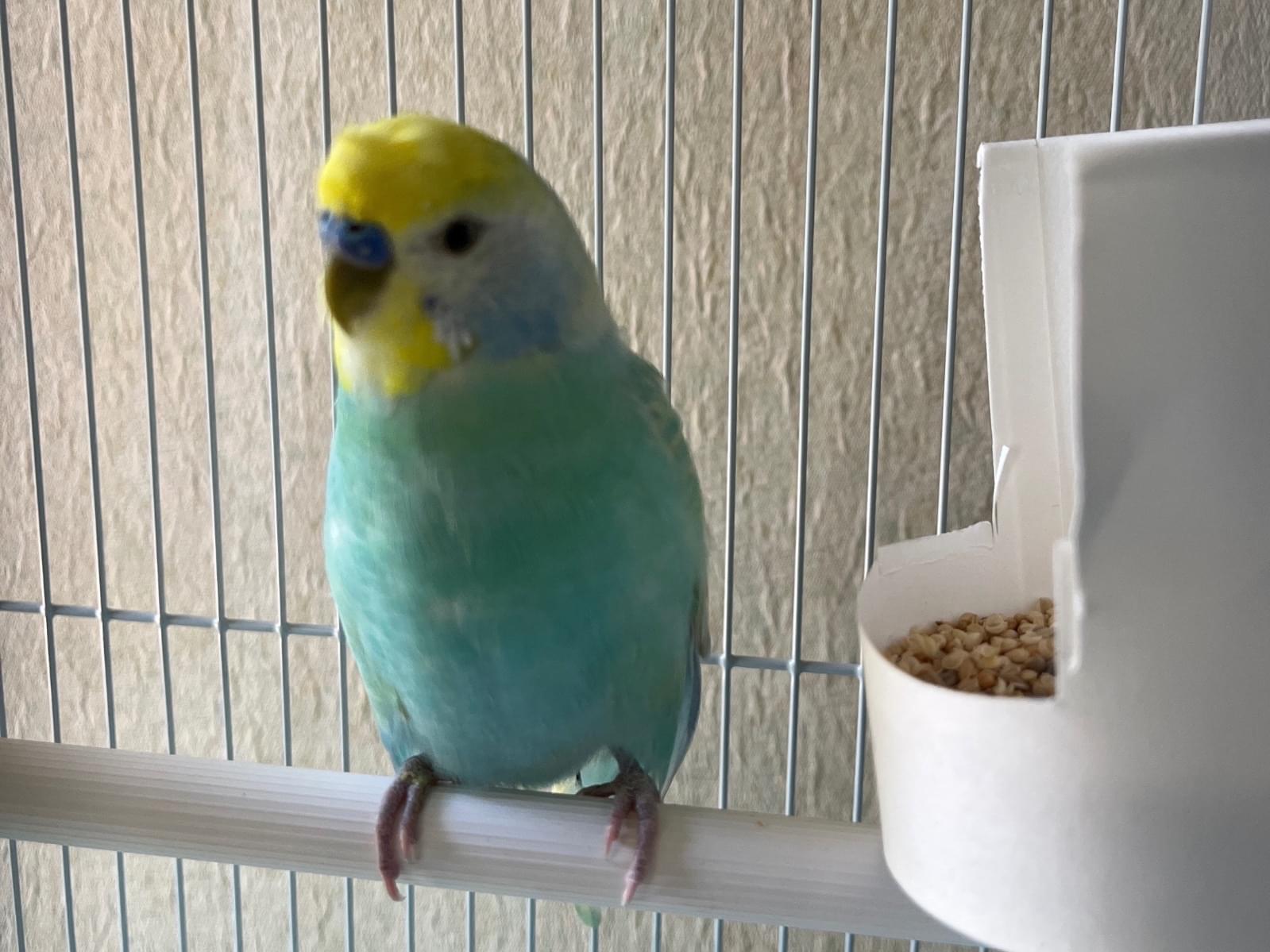 保護された鳥