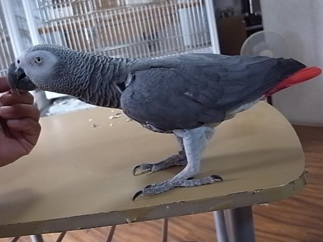 オウムのなっちゃん オウムのなっちゃん