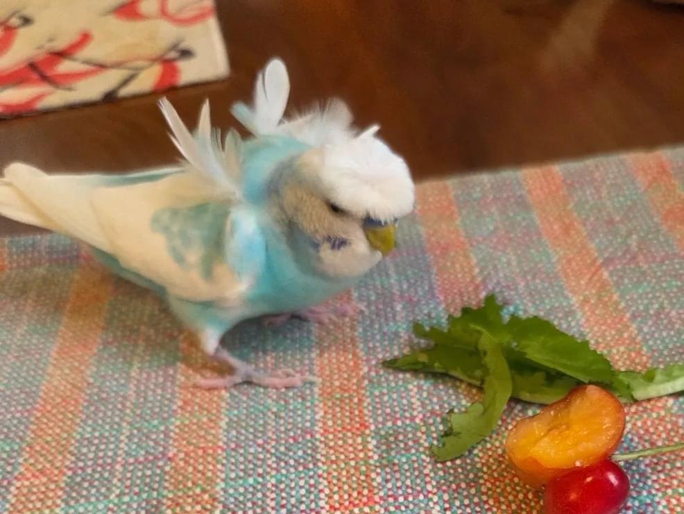 くるみちゃん くるみちゃん