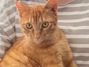 茶トラの猫ちゃん探しています
