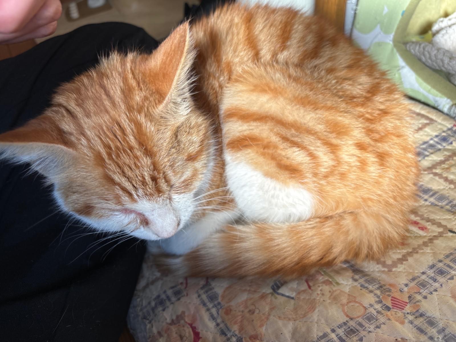 保護された猫 保護された猫