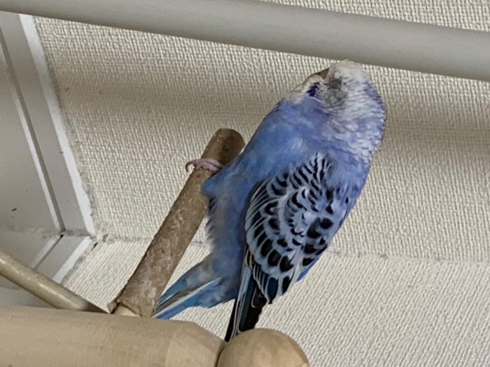 あおちゃん あおちゃん