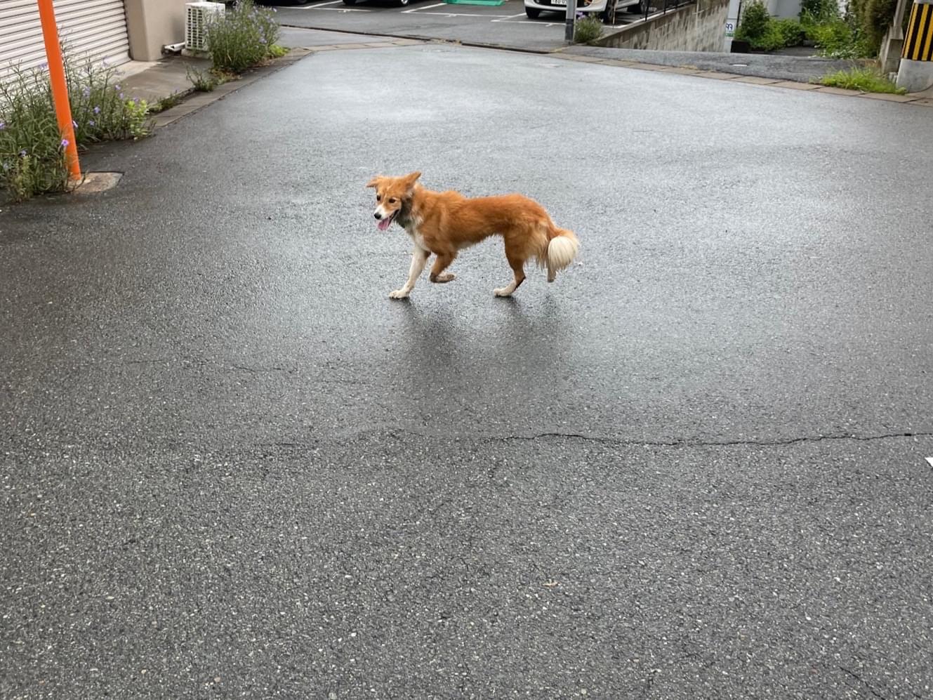 目撃された犬 目撃された犬