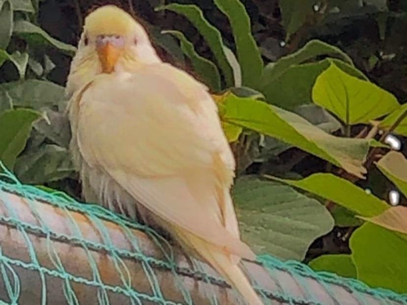目撃された鳥 目撃された鳥