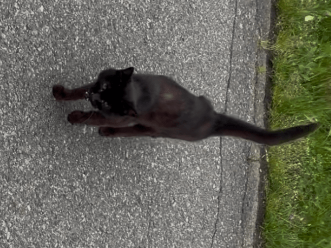目撃された猫 目撃された猫