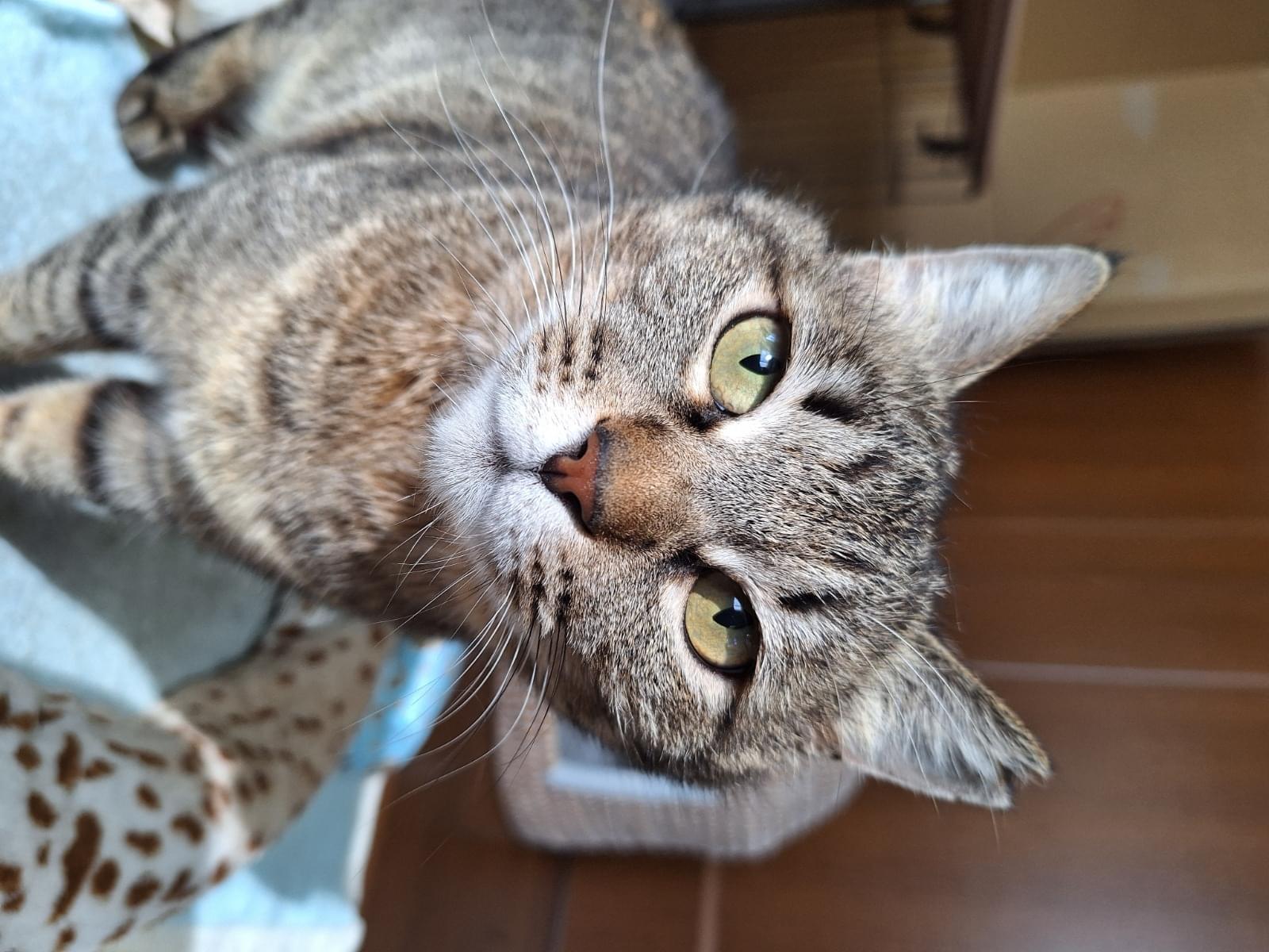 保護された猫 保護された猫