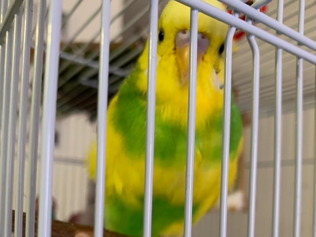 るるちゃん