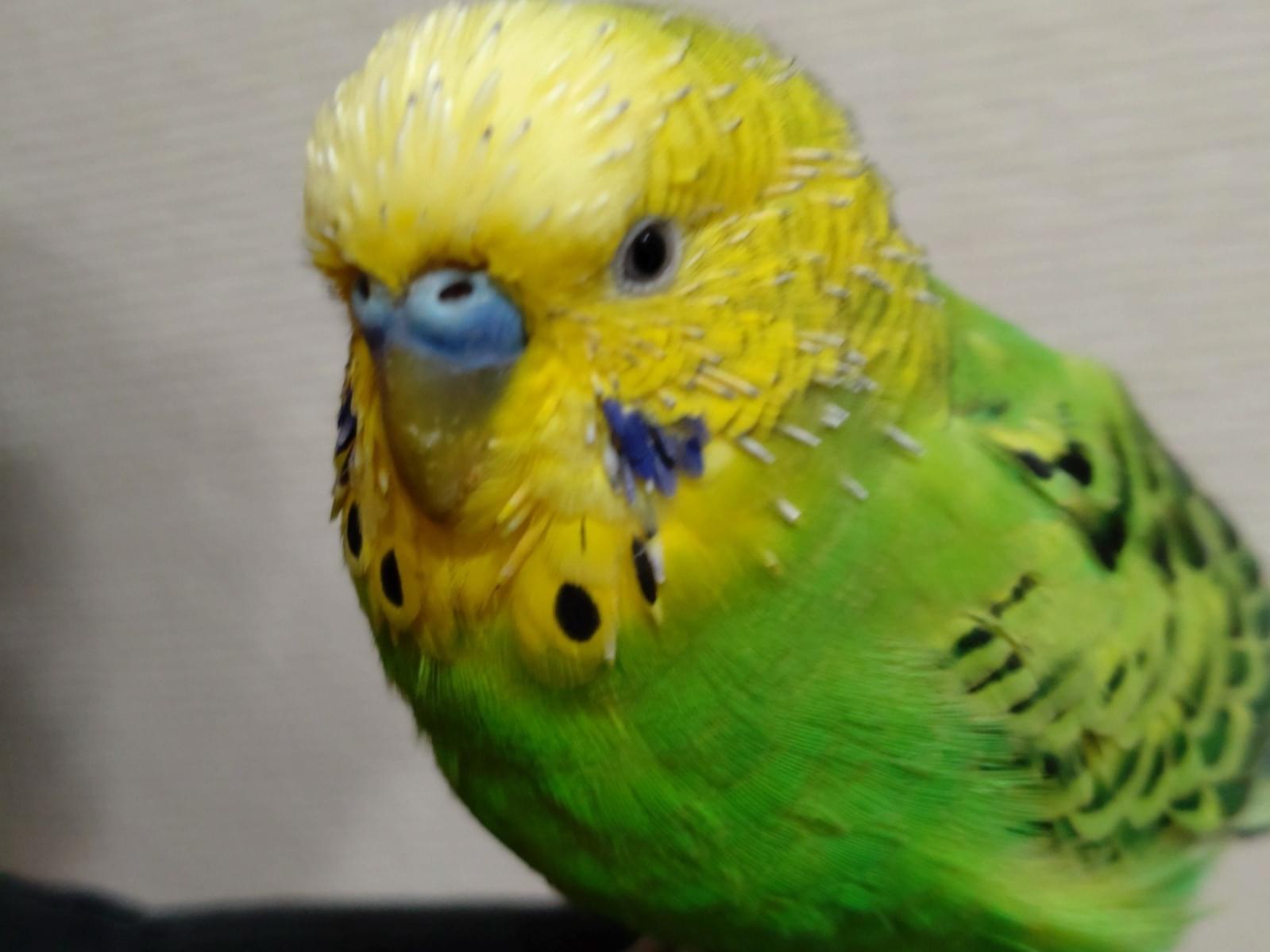 ピリカちゃん ピリカちゃん