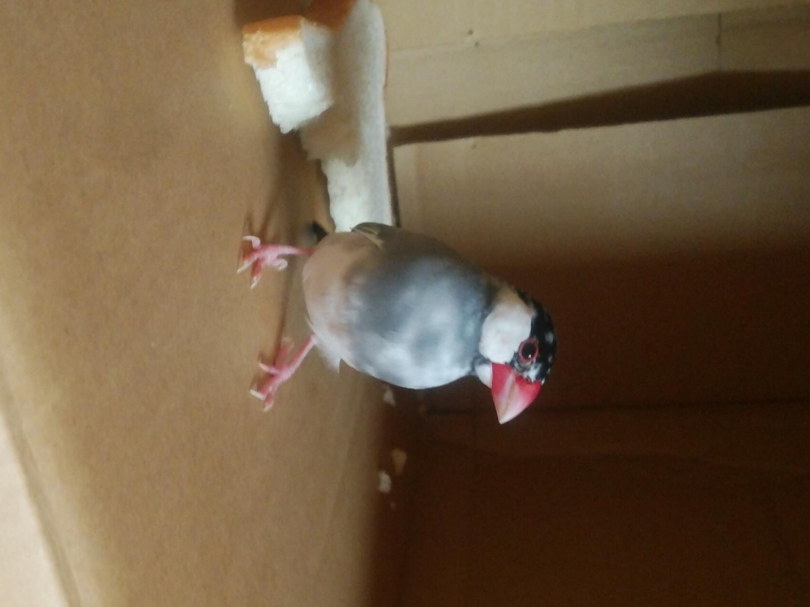 保護された鳥 保護された鳥