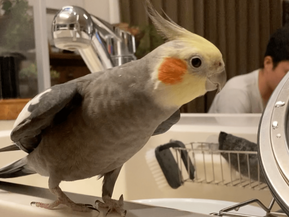 オカメさんちゃん オカメさんちゃん