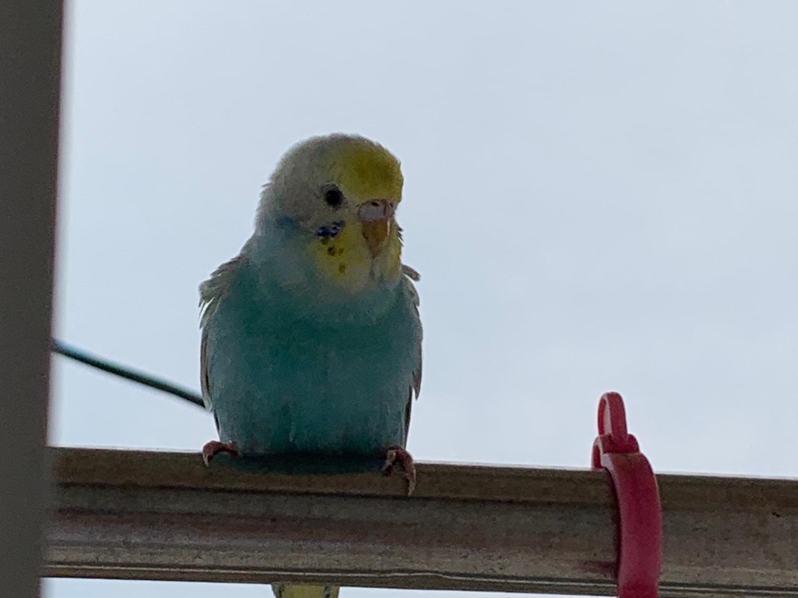 目撃された鳥 目撃された鳥