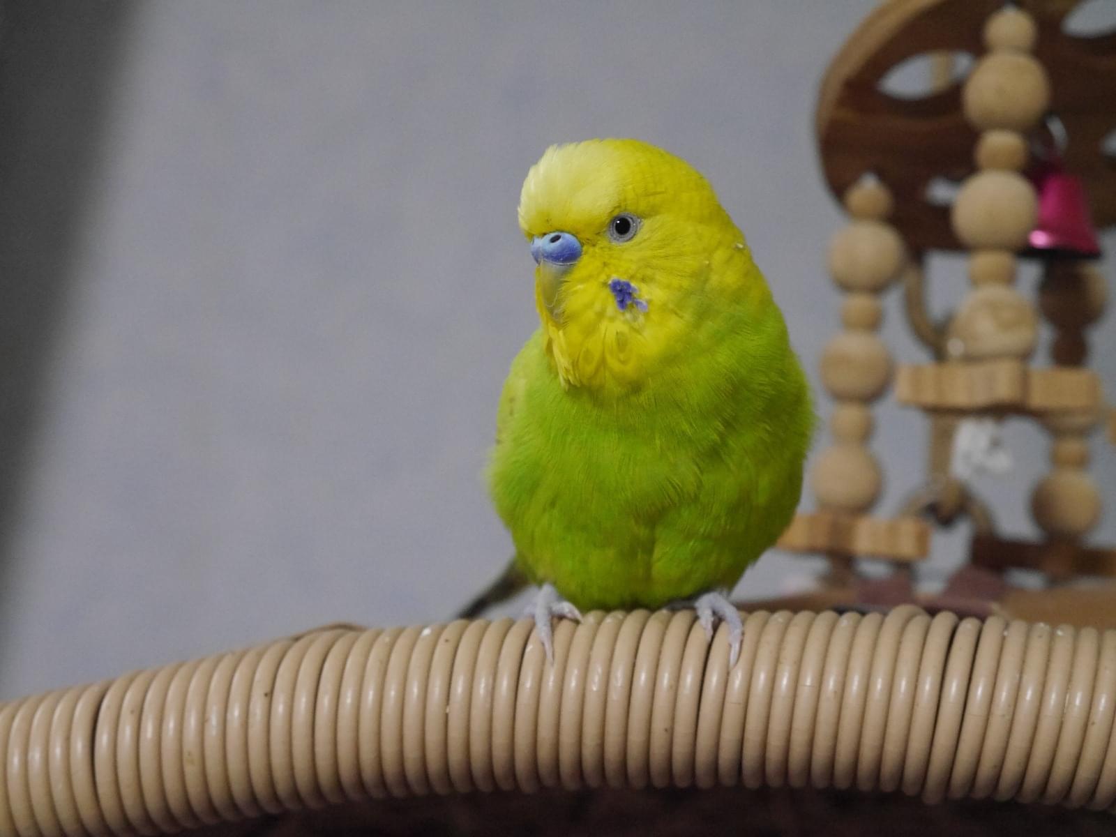 こうめちゃん こうめちゃん
