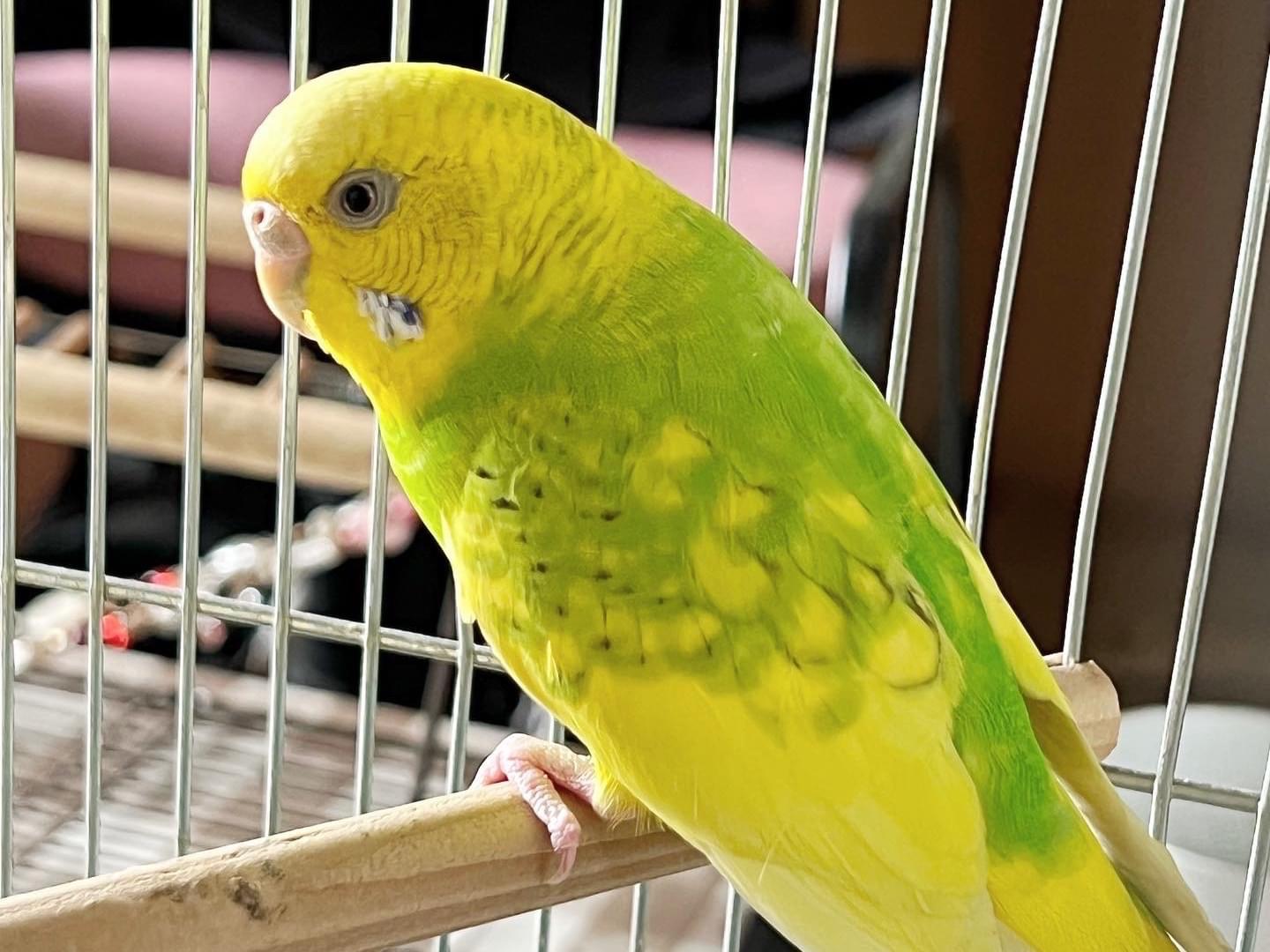 保護された鳥 保護された鳥