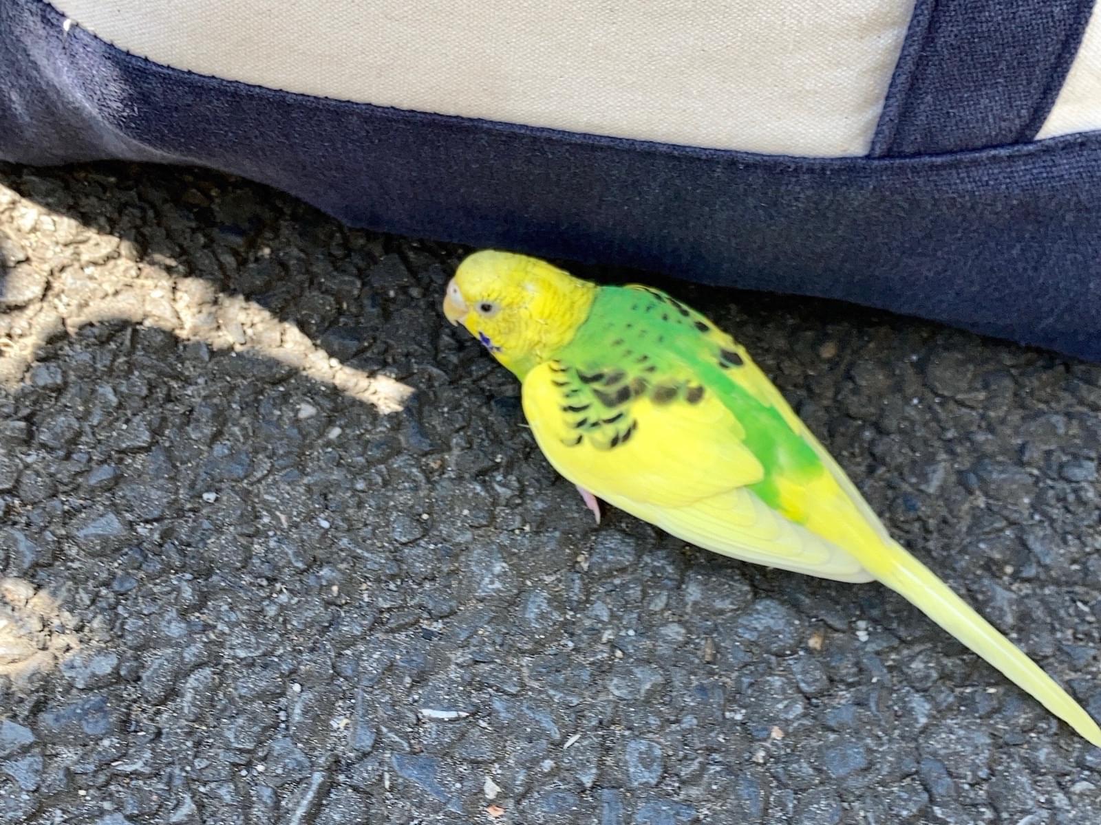 保護された鳥 保護された鳥