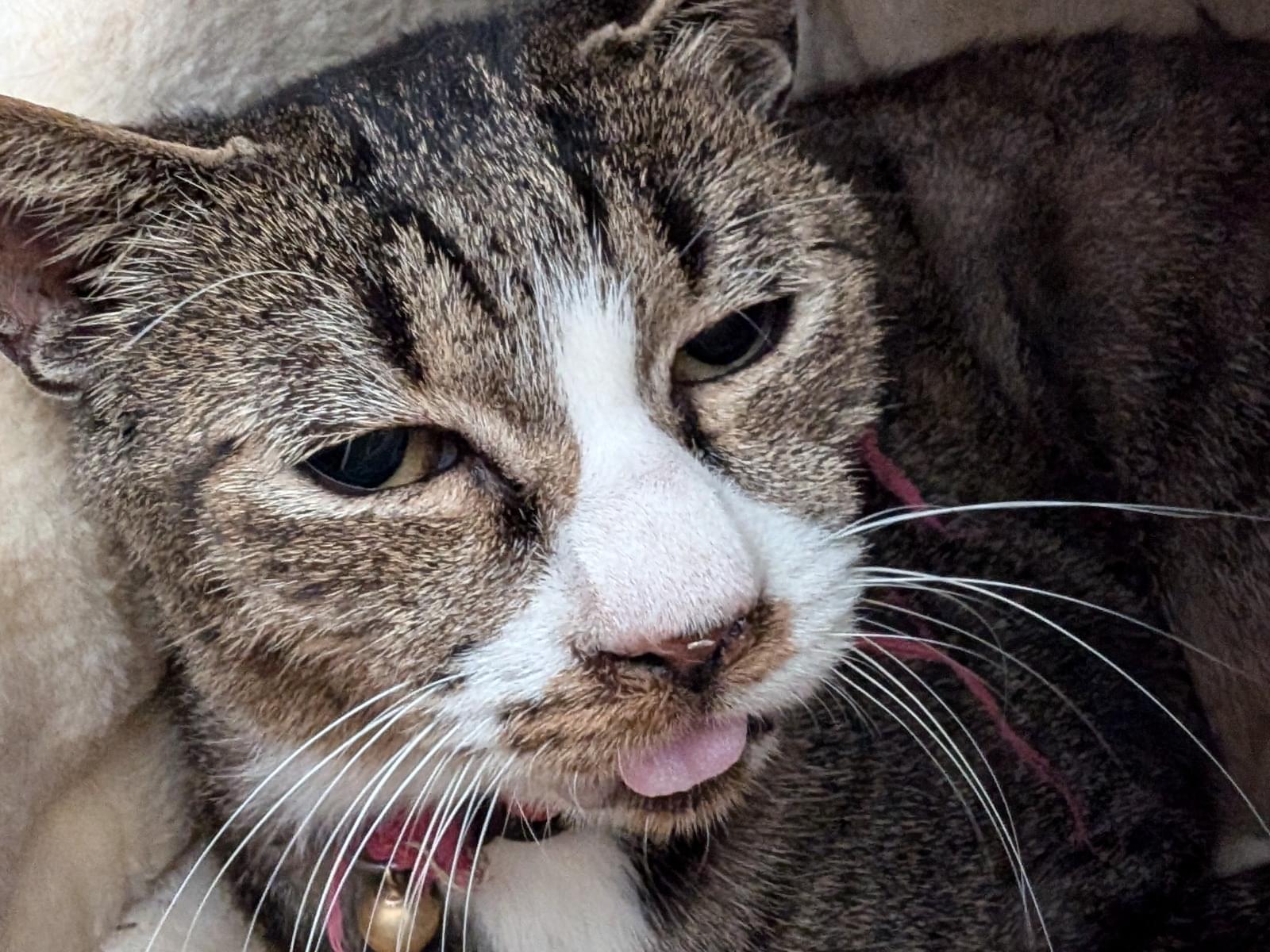 保護された猫 保護された猫