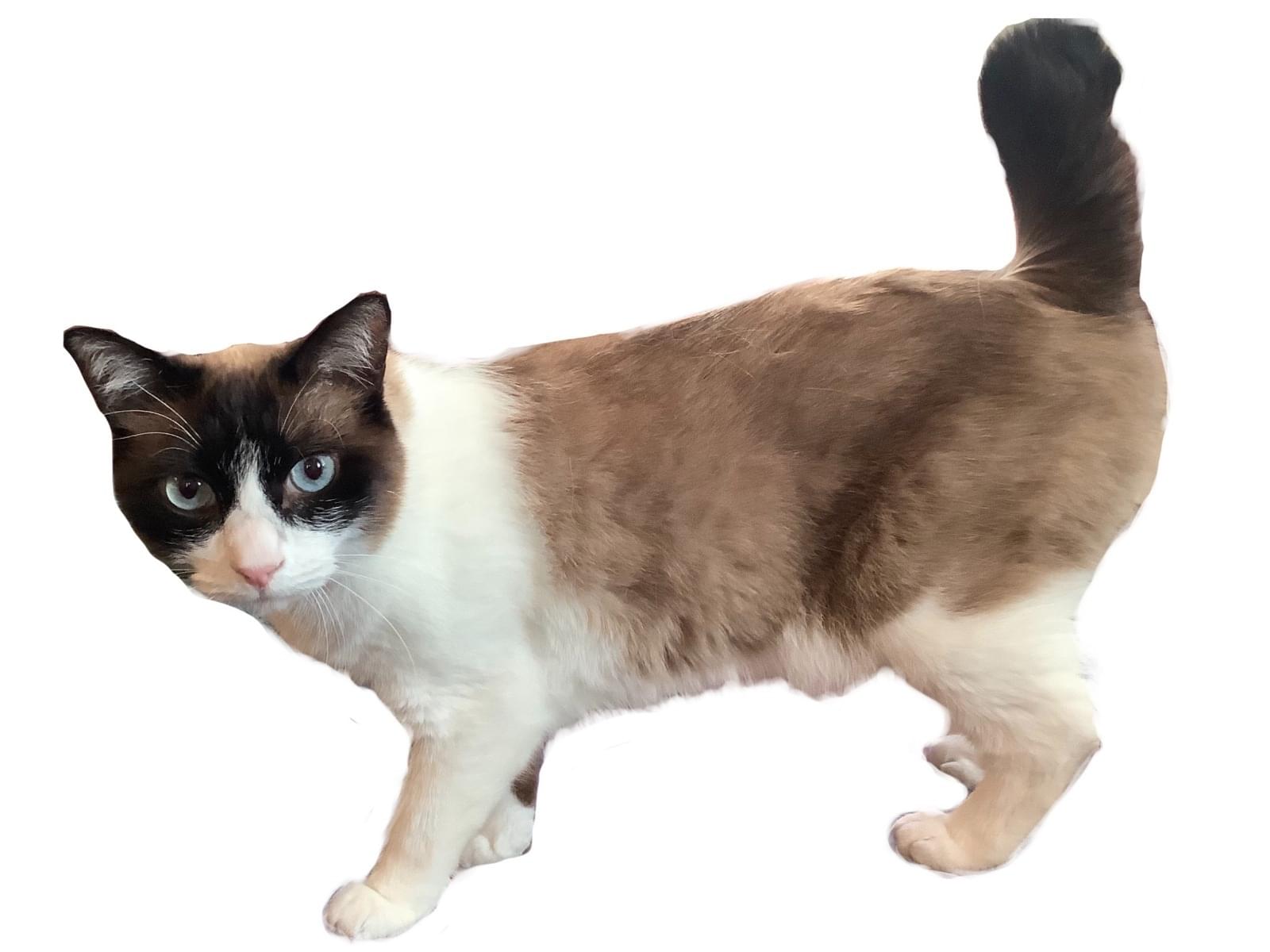 トトちゃん トトちゃん