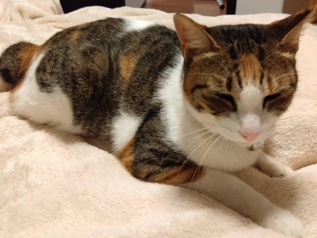ぞろめちゃん ぞろめちゃん