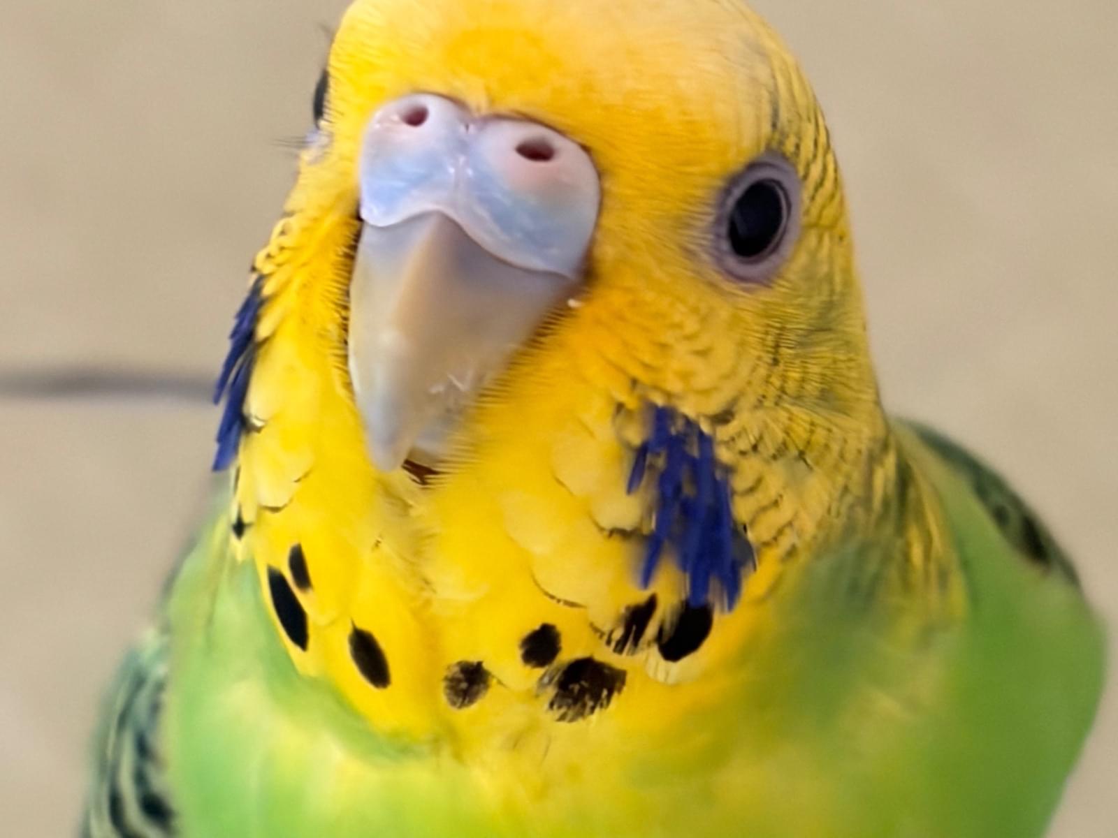 さくらちゃん