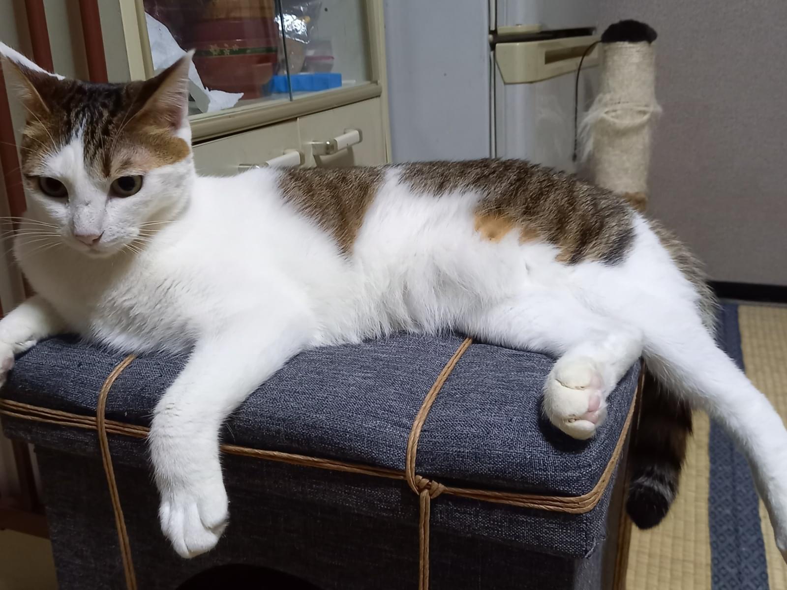 保護された猫 保護された猫