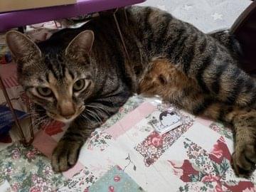 赤い首輪をしたキジトラ猫を探しています