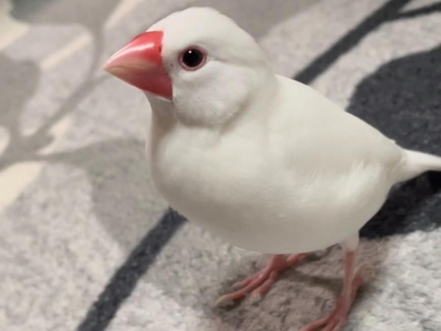 ハッピーちゃん ハッピーちゃん