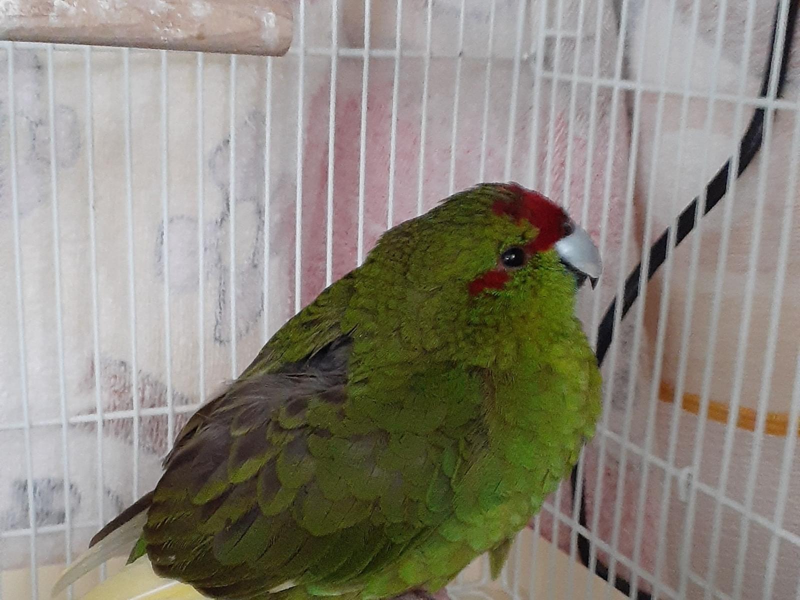 保護された鳥