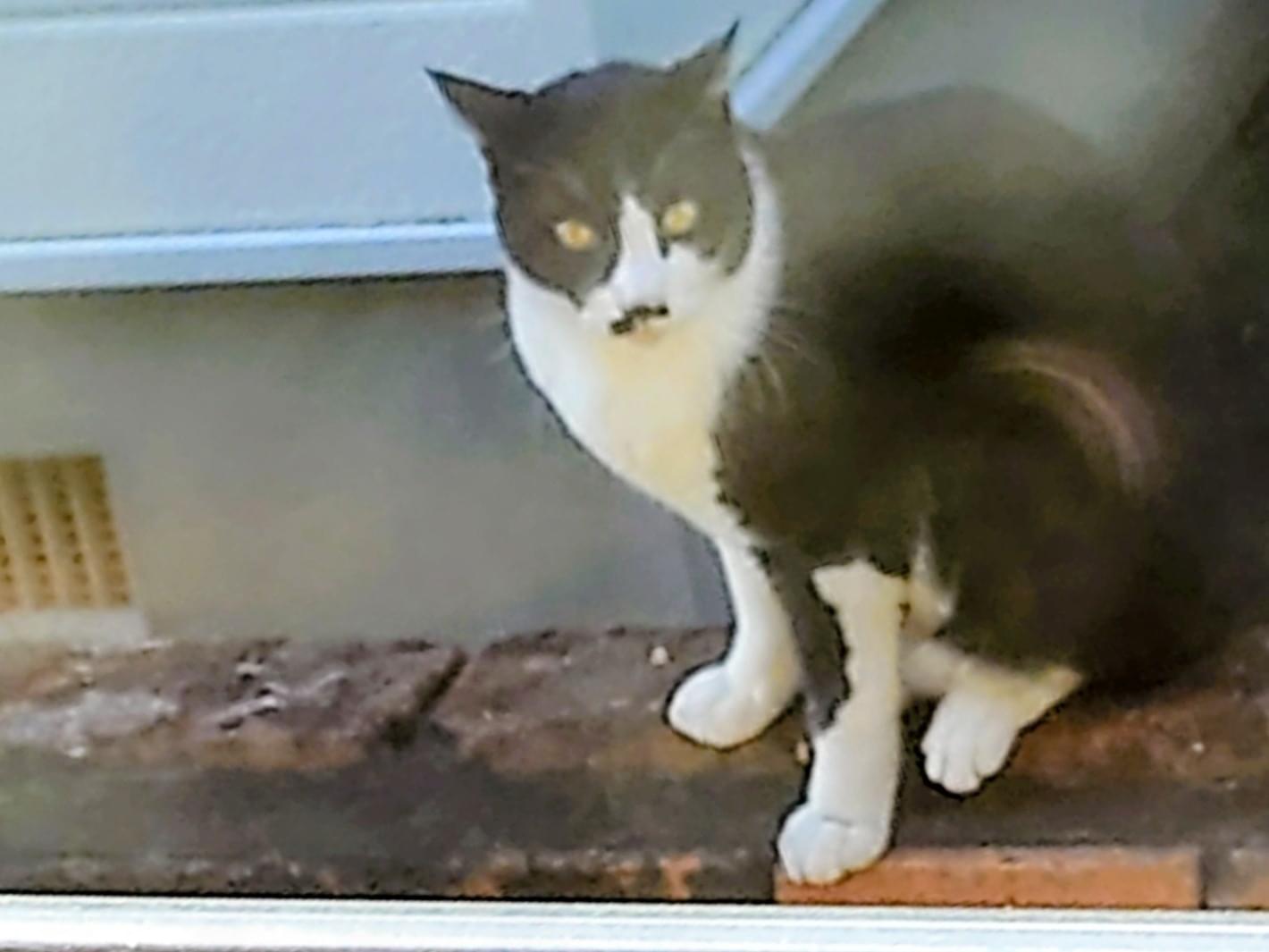 目撃された猫 目撃された猫