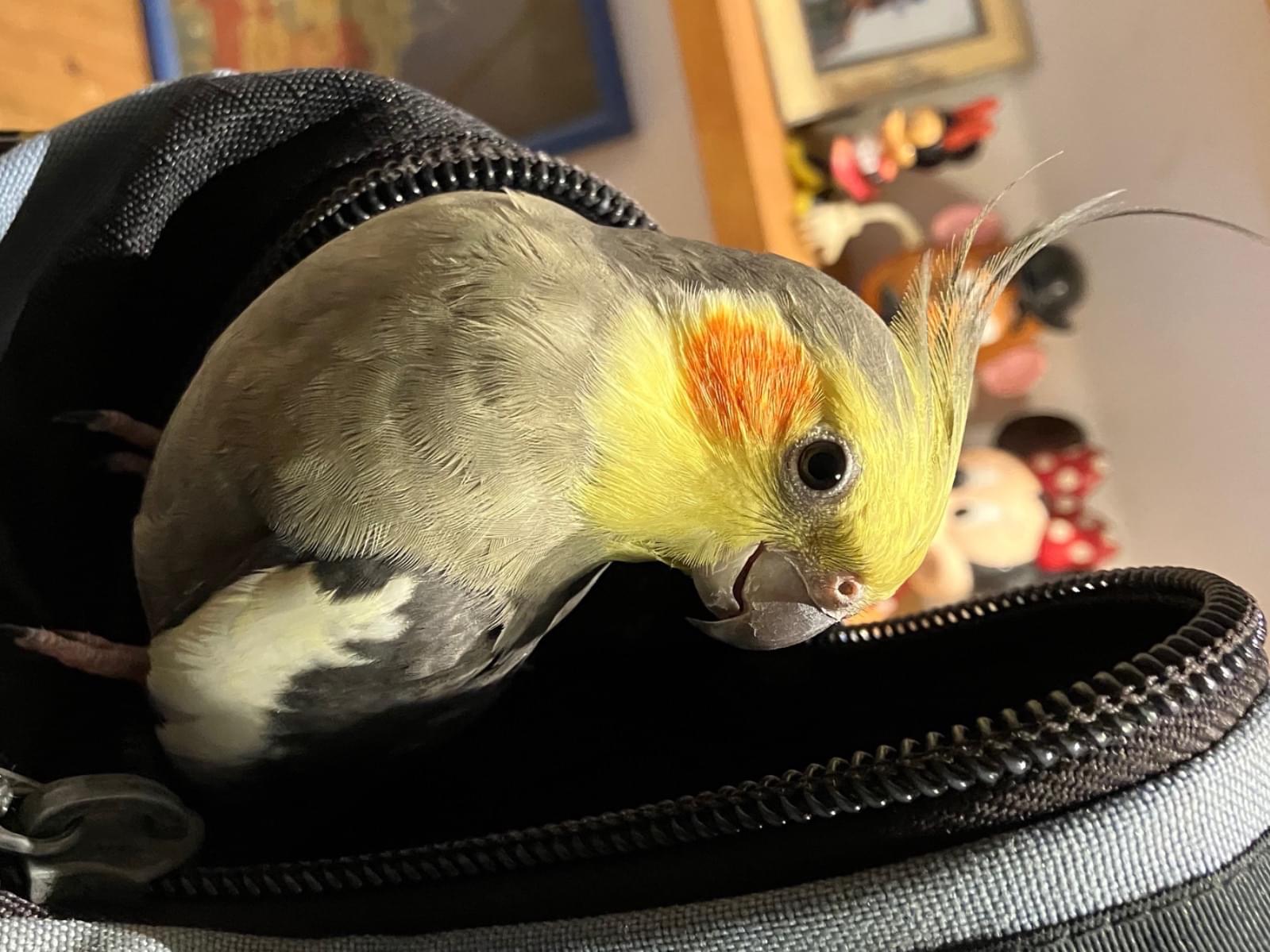 メロンちゃん