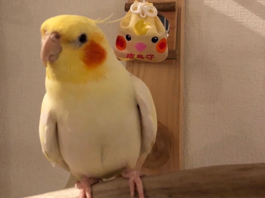 ピッピちゃん ピッピちゃん