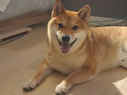 柴犬(茶色)☆ ハマ01(2435) 高砂長谷川 骨太で濃い毛色 - 柴犬子犬