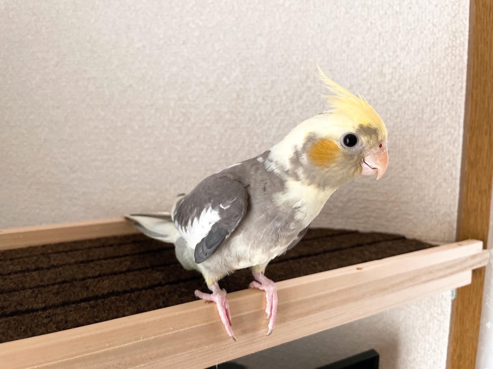 むんちゃん むんちゃん