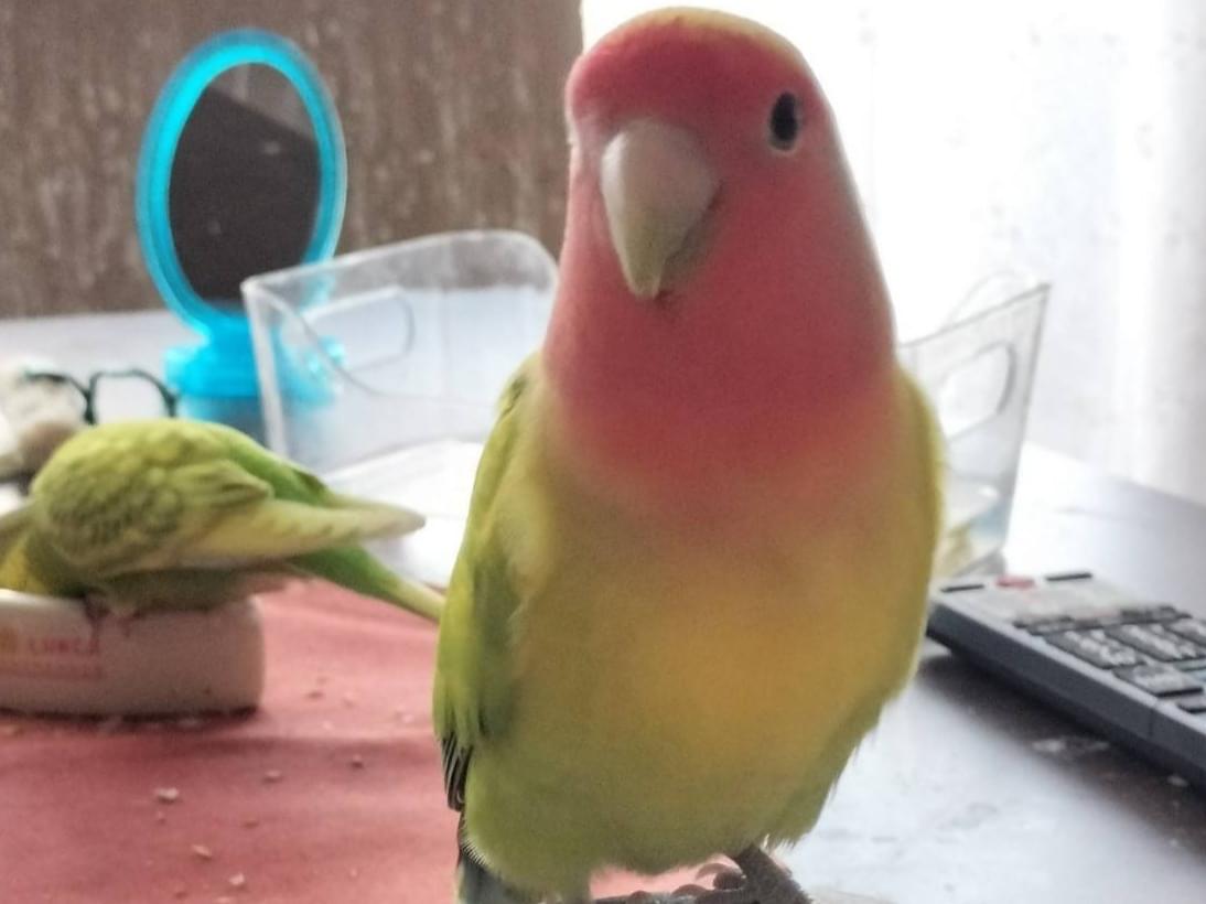 さくらちゃん さくらちゃん