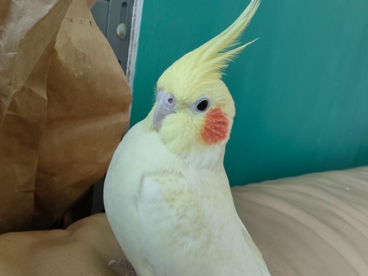 ぺたちゃん ぺたちゃん