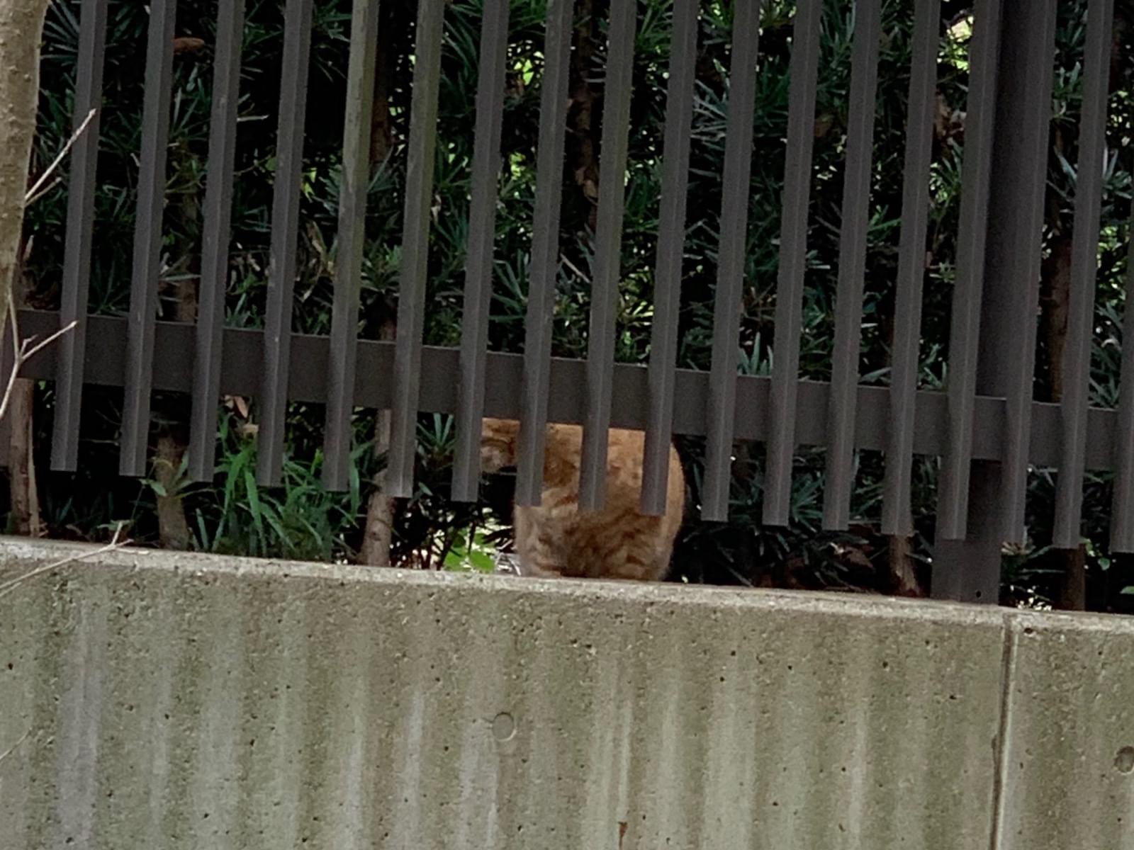 目撃された猫 目撃された猫