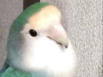 ラピちゃん ラピちゃん