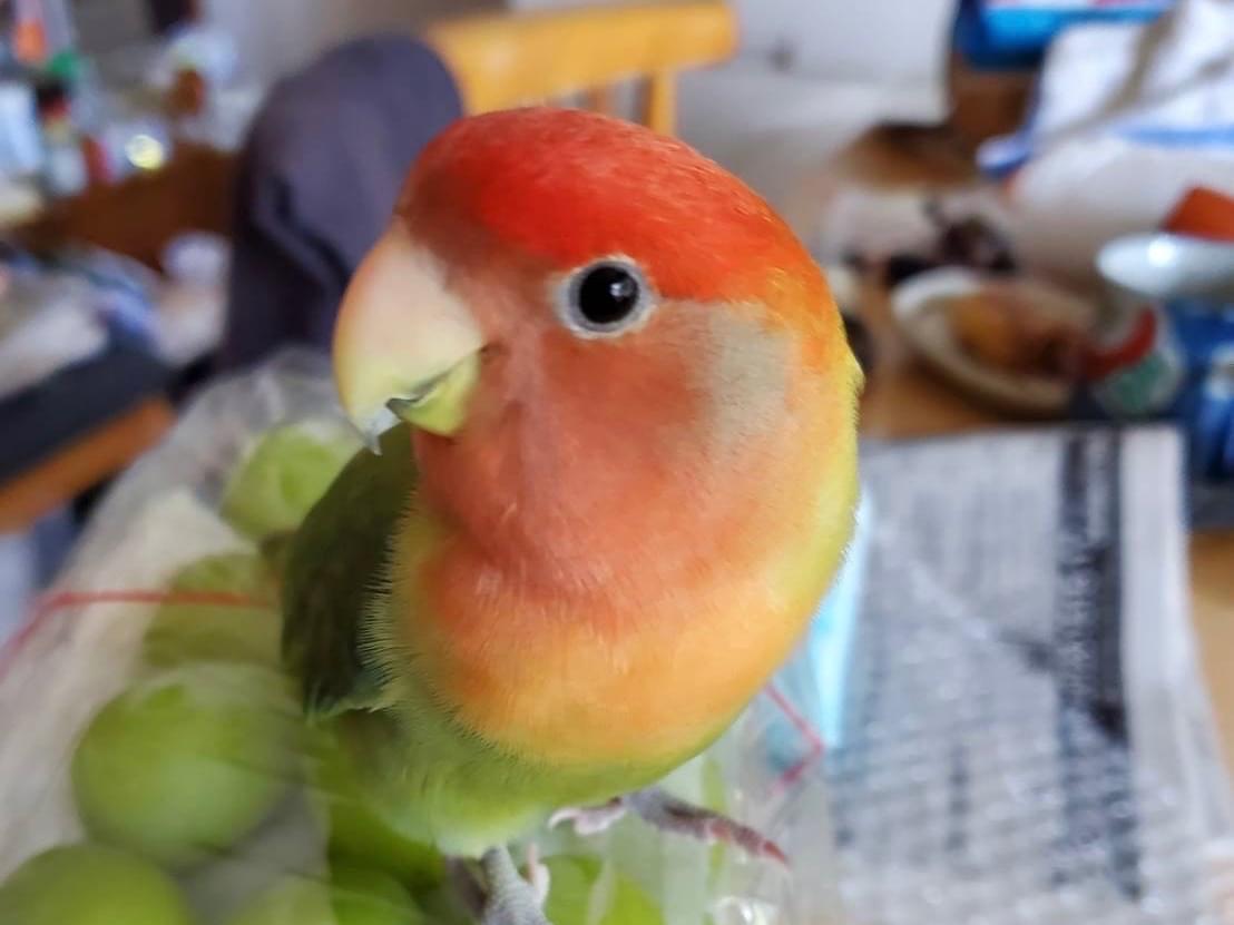 こむぎちゃん こむぎちゃん