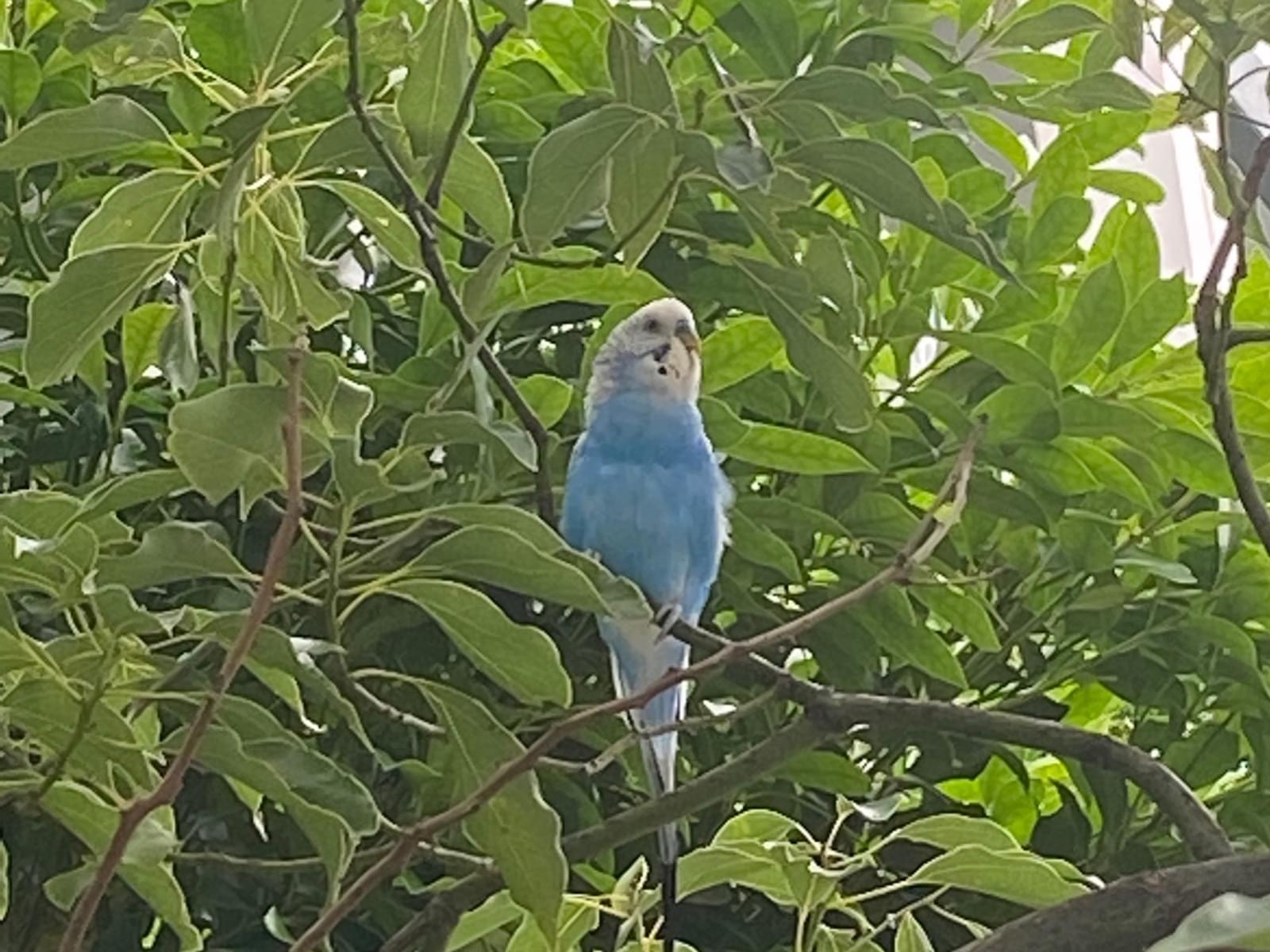 目撃された鳥 目撃された鳥