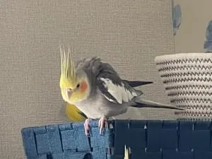オカメインコさま専用ページ EC-CUBE SHOP / オカメインコ ノーマル 外見的♂
