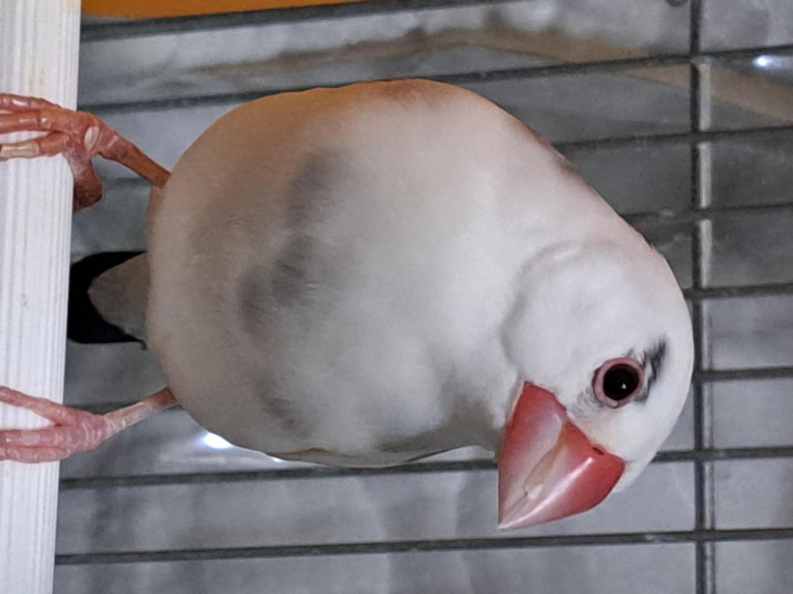 ゴマちゃん ゴマちゃん