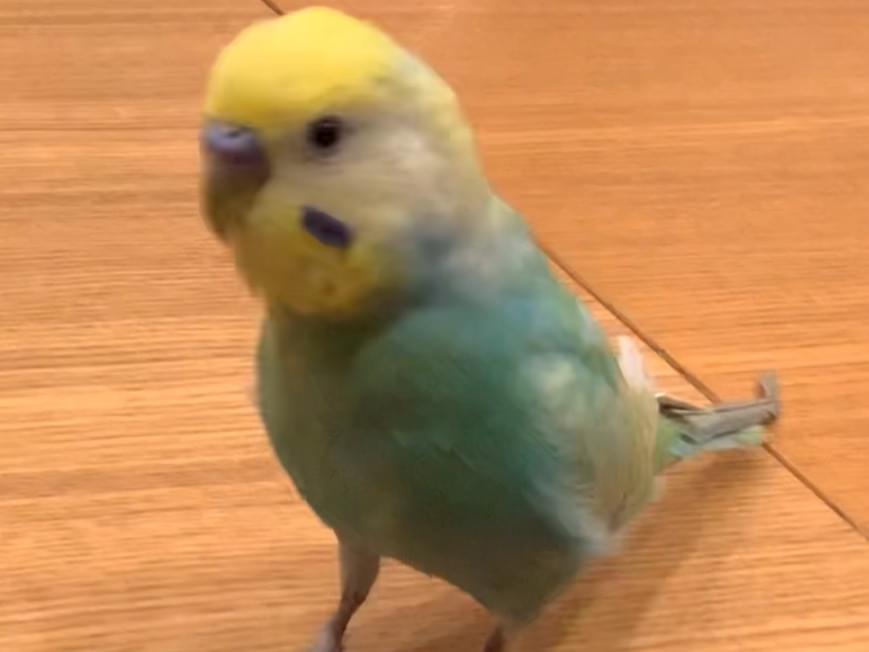 サーシャくんちゃん サーシャくんちゃん
