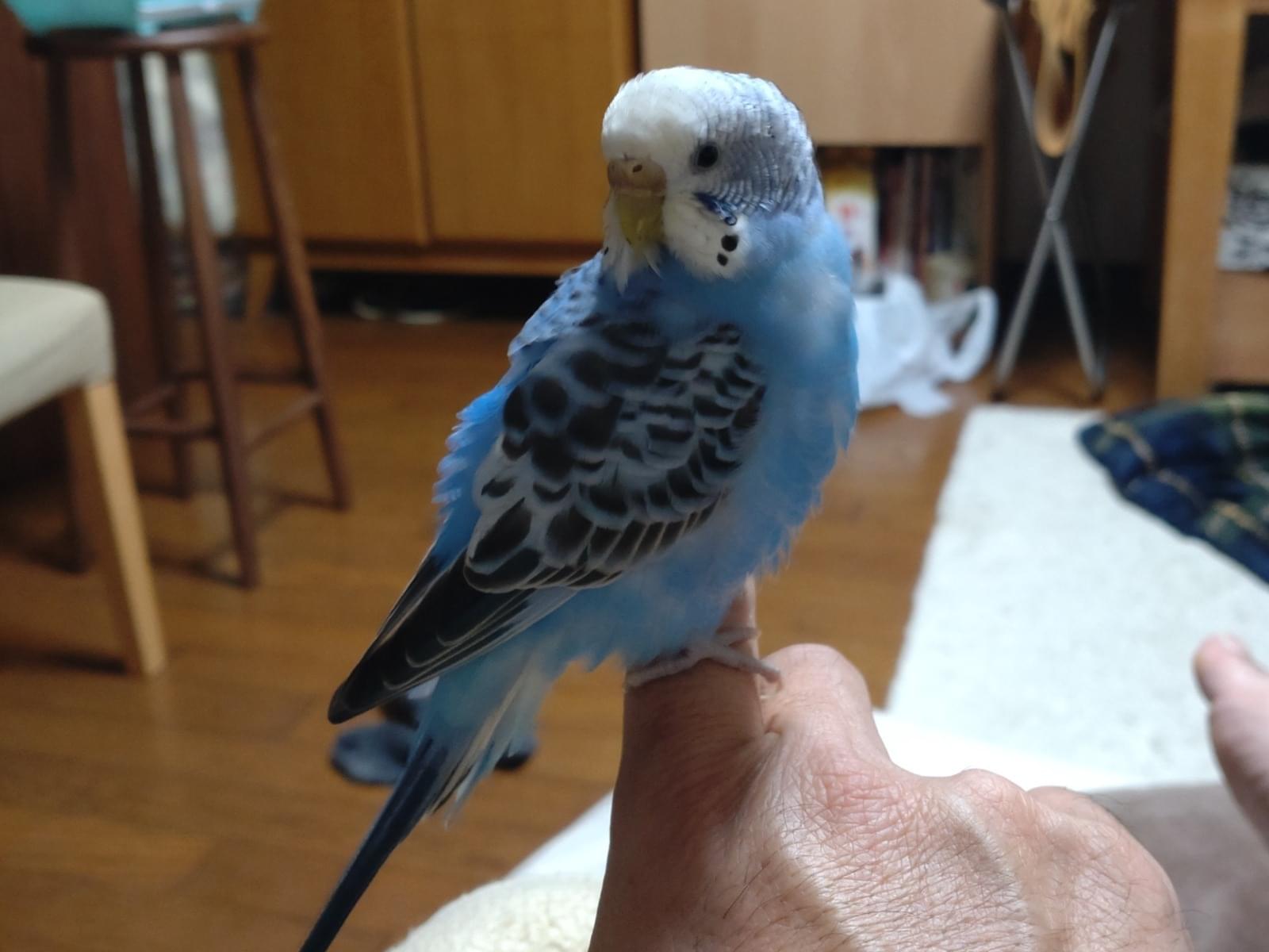 保護された鳥 保護された鳥